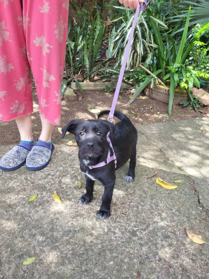 Cachorro ra a Sem raça definida idade 2 a 6 meses nome Lira