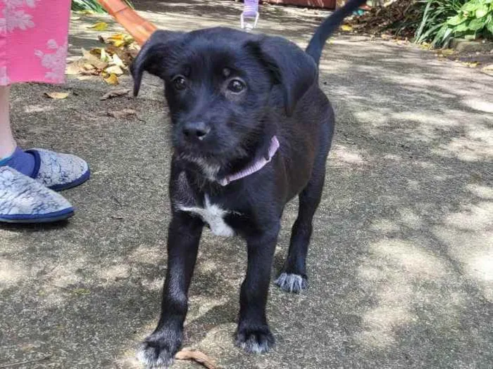 Cachorro ra a Sem raça definida idade 2 a 6 meses nome Lira