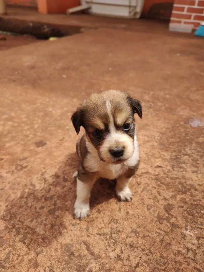 Cachorro ra a  idade Abaixo de 2 meses nome Não tem