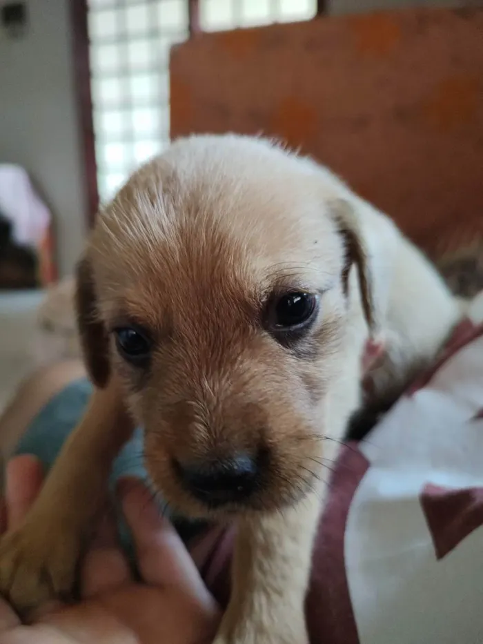 Cachorro ra a  idade Abaixo de 2 meses nome Não tem