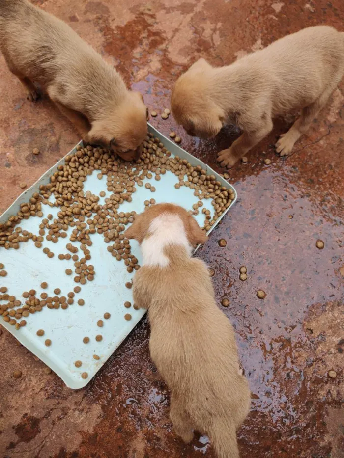 Cachorro ra a  idade Abaixo de 2 meses nome Não tem