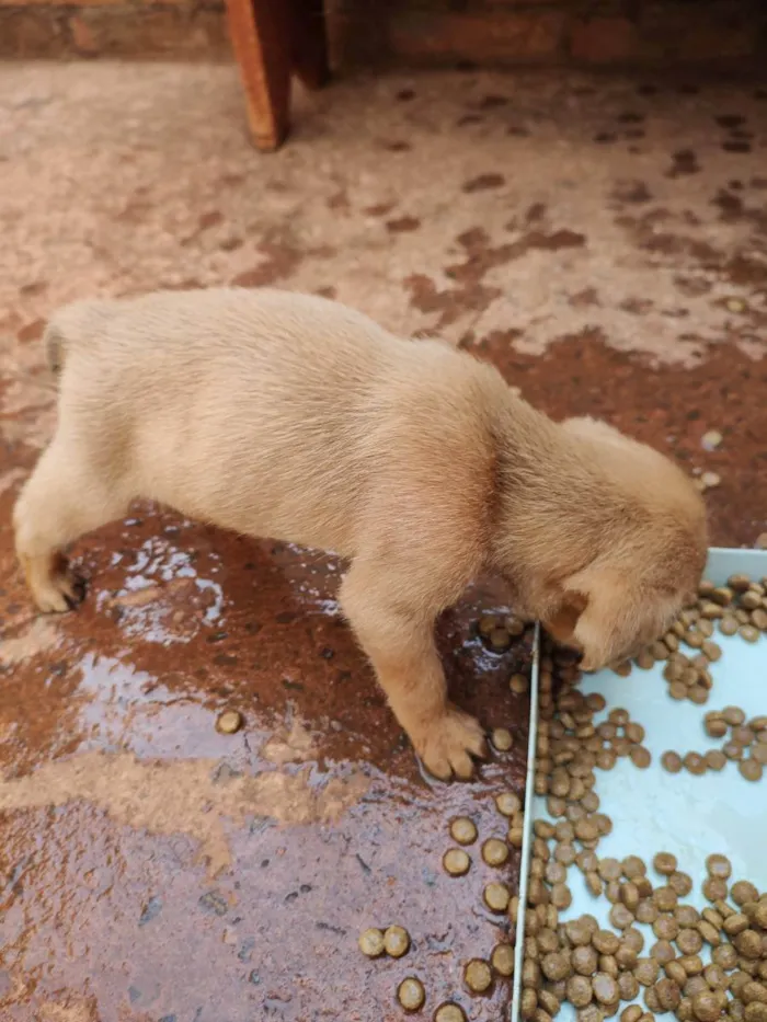 Cachorro ra a  idade Abaixo de 2 meses nome Não tem