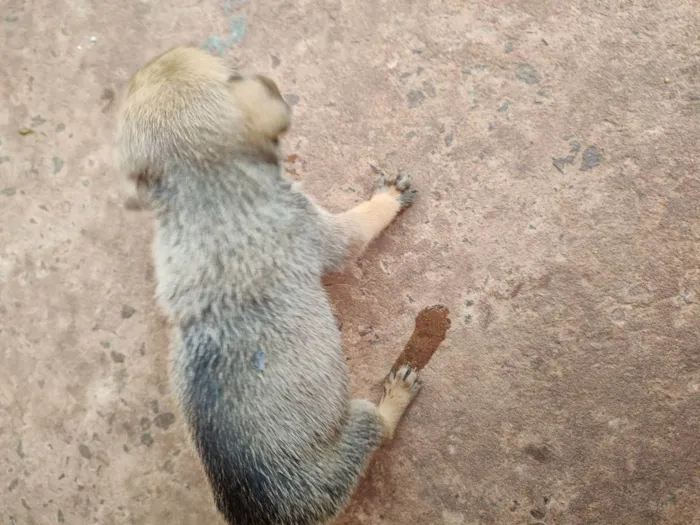 Cachorro ra a  idade Abaixo de 2 meses nome Não tem