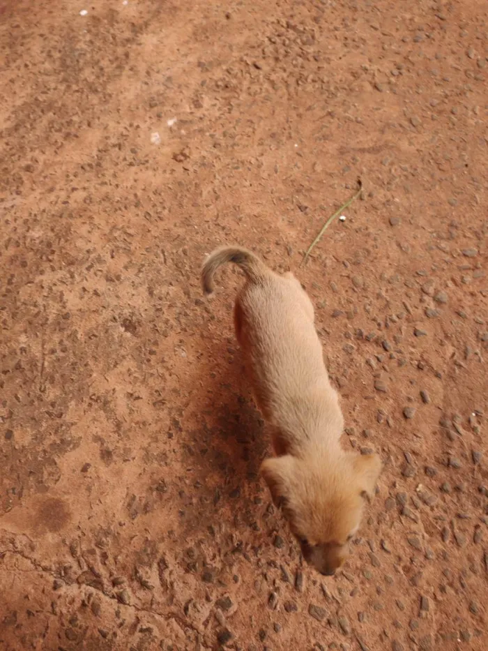 Cachorro ra a  idade Abaixo de 2 meses nome Não tem