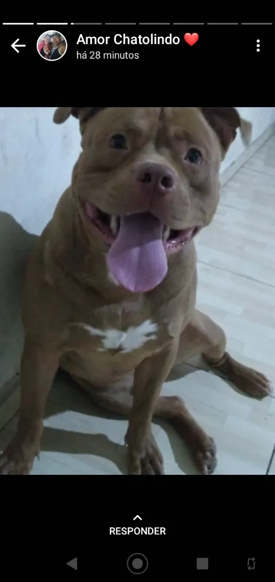 Cachorro ra a Pit Bull idade 2 anos nome Bruce Lee