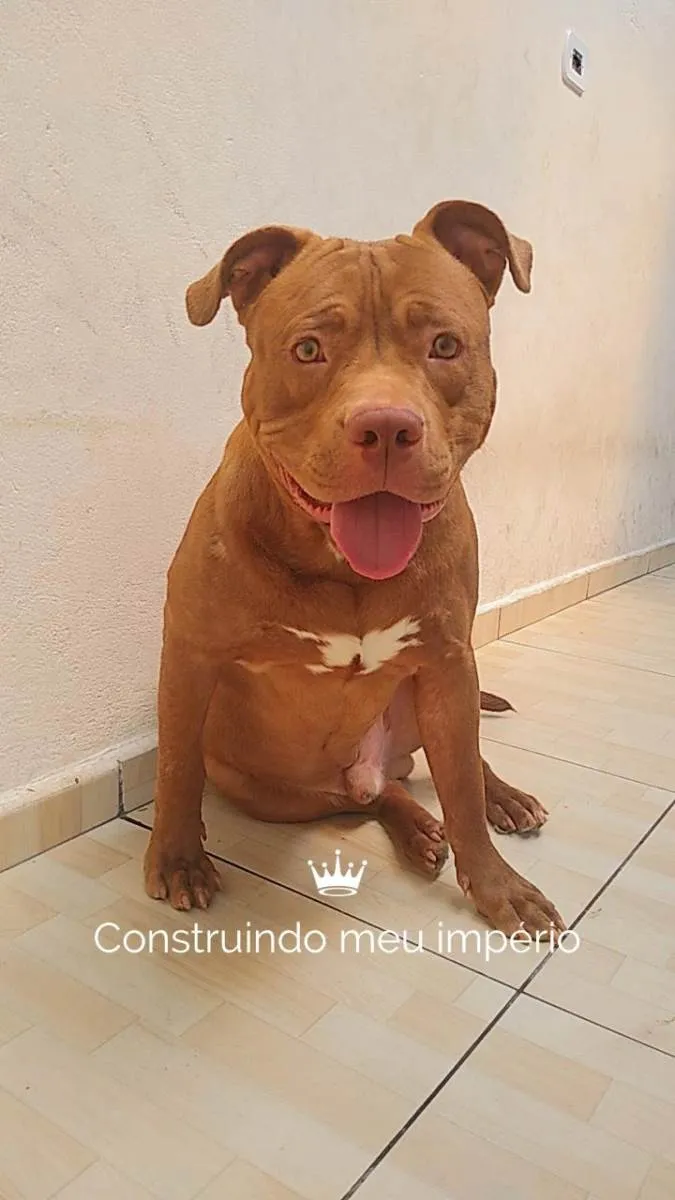 Cachorro ra a Pit Bull idade 2 anos nome Bruce Lee