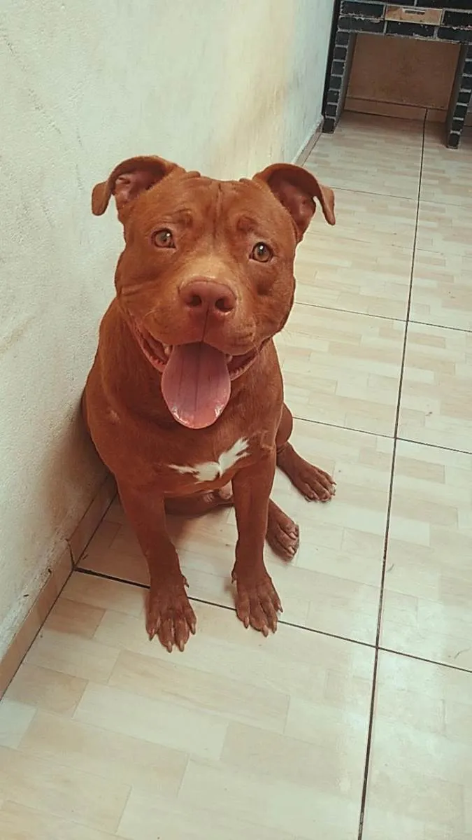 Cachorro ra a Pit Bull idade 2 anos nome Bruce Lee