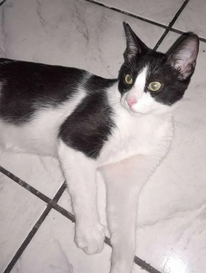 Gato raça Srd idade 2 a 6 meses nome Tom Barbicha 