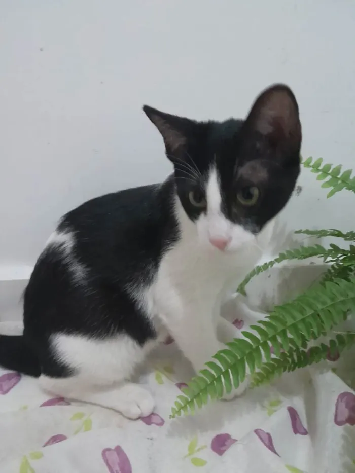 Gato raça Srd idade 2 a 6 meses nome Tom Barbicha 