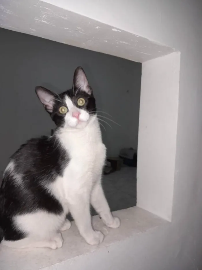 Gato raça Srd idade 2 a 6 meses nome Tom Barbicha 
