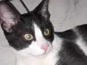 Gato raça Srd idade 2 a 6 meses nome Tom Barbicha 
