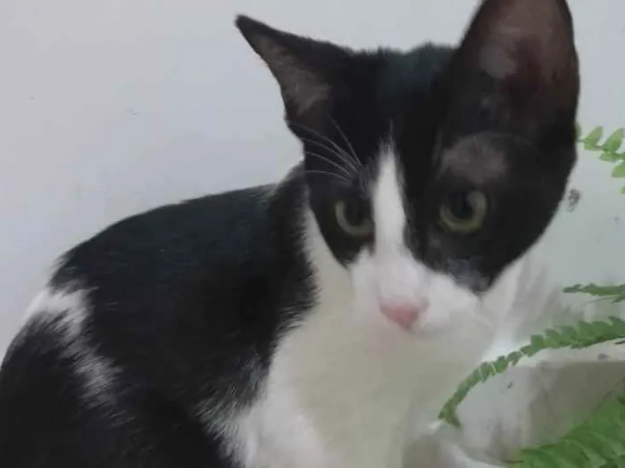 Gato raça Srd idade 2 a 6 meses nome Tom Barbicha 