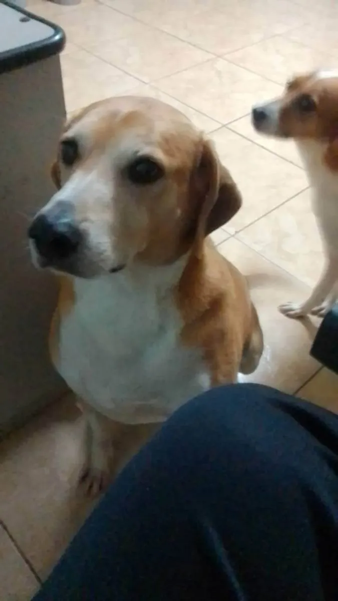 Cachorro ra a sem raça definida idade 6 ou mais anos nome Pitoco e Lili