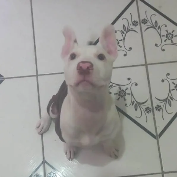 Cachorro ra a Pitbull  idade 2 a 6 meses nome Pudim