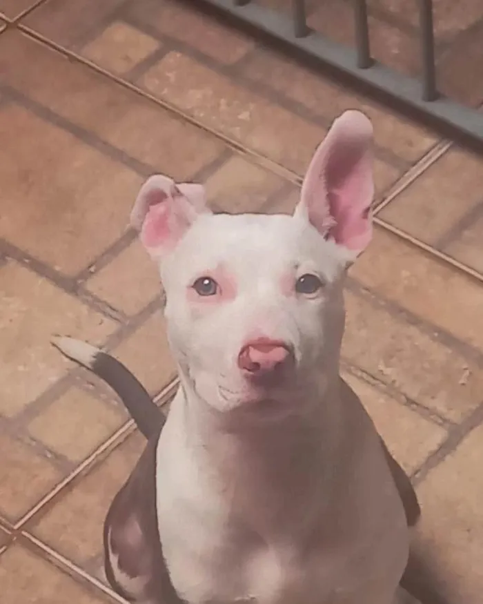 Cachorro ra a Pitbull  idade 2 a 6 meses nome Pudim