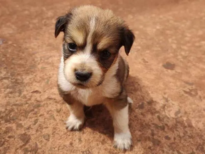 Cachorro ra a  idade Abaixo de 2 meses nome Não tem