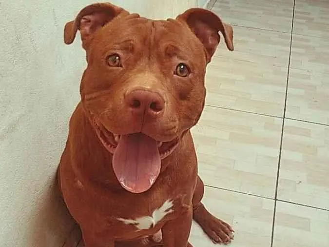 Cachorro ra a Pit Bull idade 2 anos nome Bruce Lee