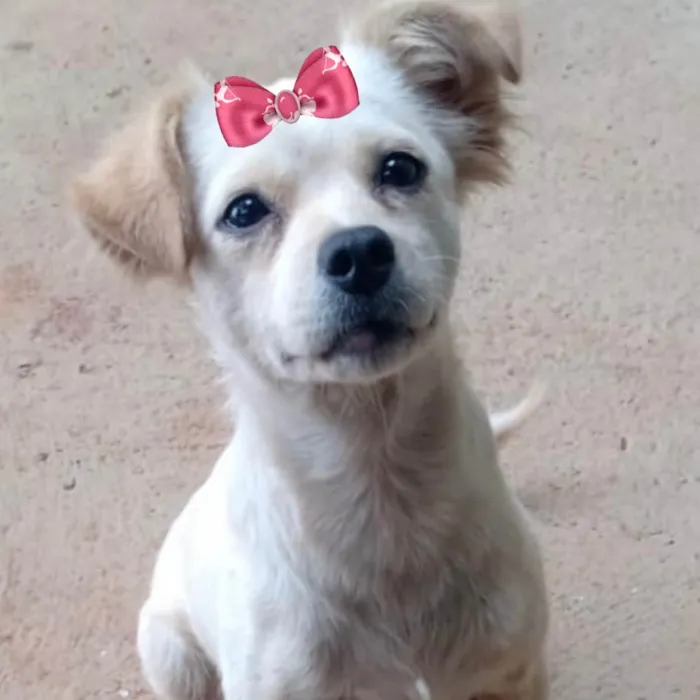 Cachorro ra a mestiça  idade 2 a 6 meses nome Nina 