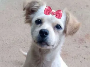 Cachorro raça mestiça  idade 2 a 6 meses nome Nina 