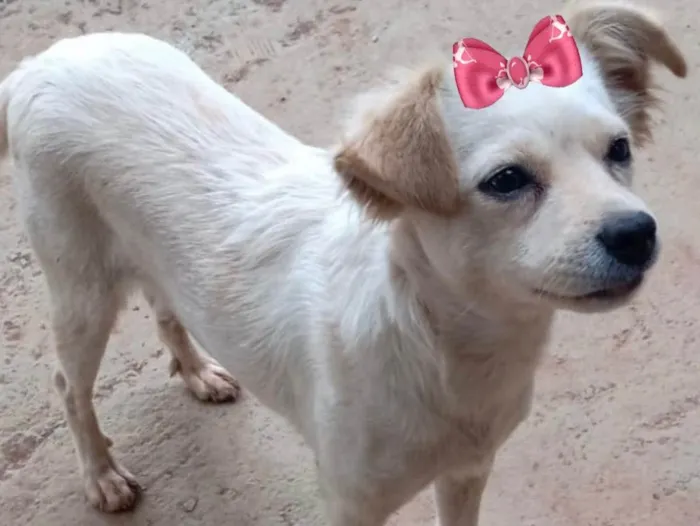 Cachorro ra a mestiça  idade 2 a 6 meses nome Nina 