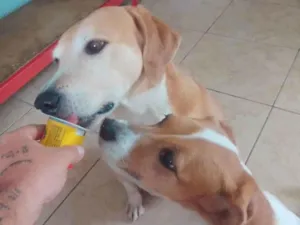 Cachorro raça sem raça definida idade 6 ou mais anos nome Pitoco e Lili