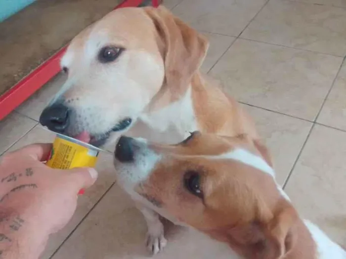 Cachorro ra a sem raça definida idade 6 ou mais anos nome Pitoco e Lili