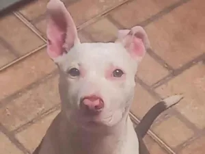 Cachorro raça Pitbull  idade 2 a 6 meses nome Pudim