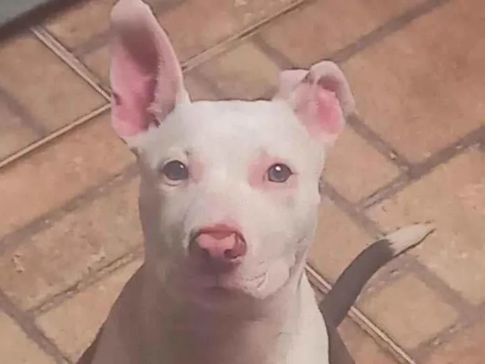 Cachorro ra a Pitbull  idade 2 a 6 meses nome Pudim