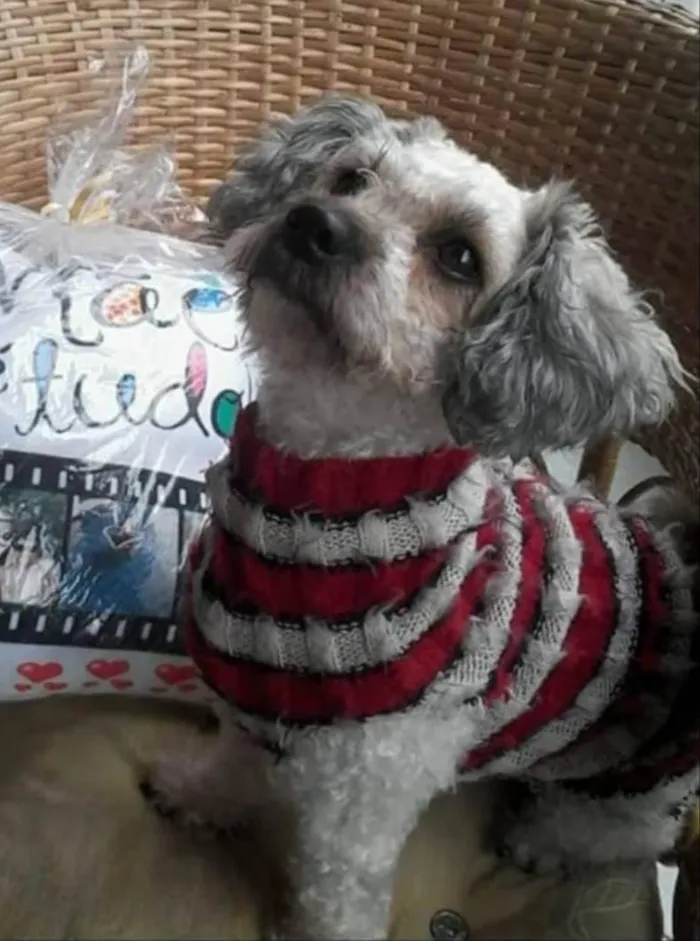 Cachorro ra a Poodle idade 4 anos nome Mel