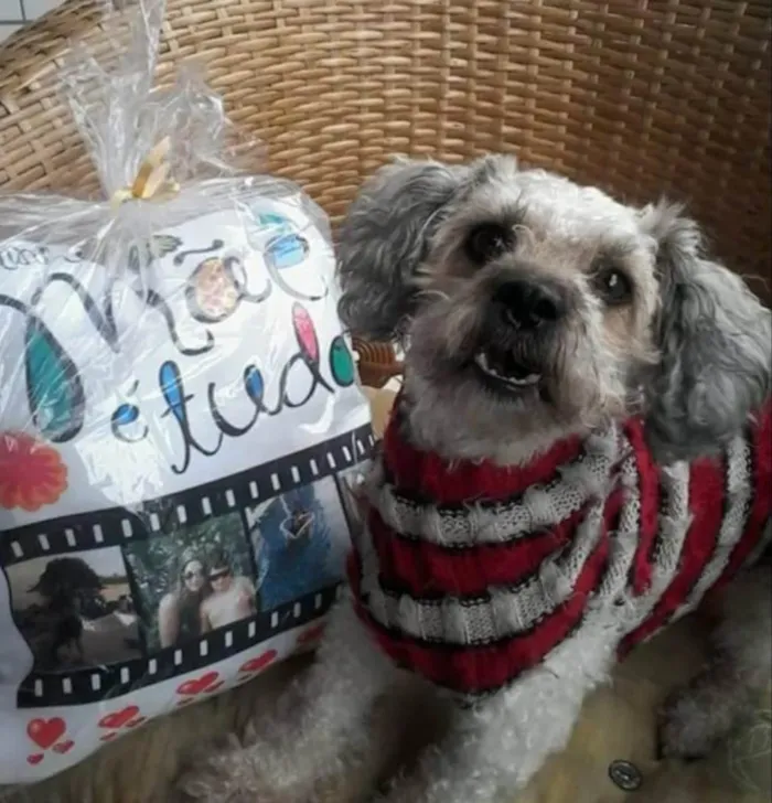 Cachorro ra a Poodle idade 4 anos nome Mel