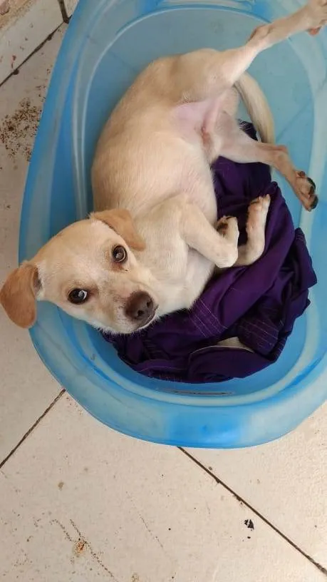 Cachorro ra a Vira-lata  idade 1 ano nome Thor