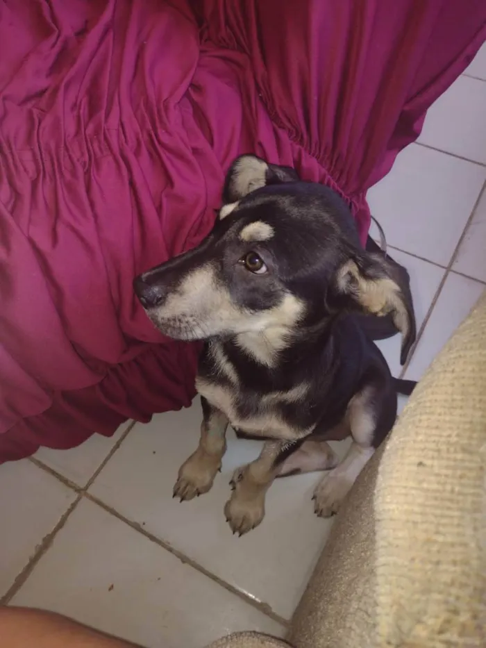 Cachorro raça Pinscher com raça não definida idade 2 a 6 meses nome Juma