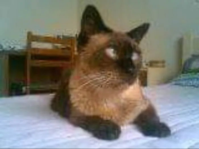 Gato ra a  siames idade 3 anos nome Bia