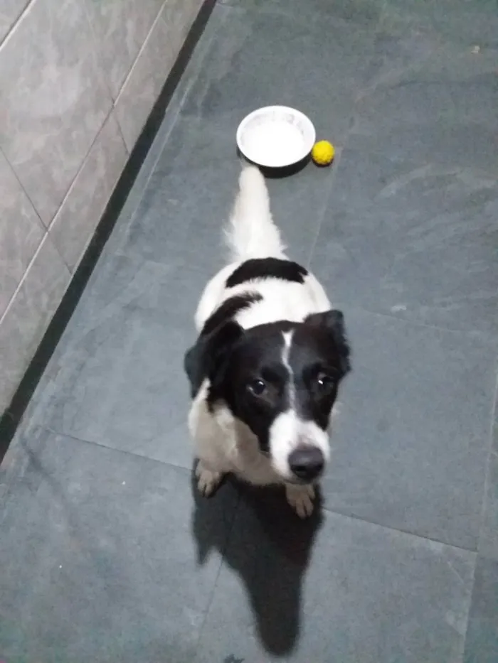 Cachorro raça Indefinida idade 7 a 11 meses nome Belinha