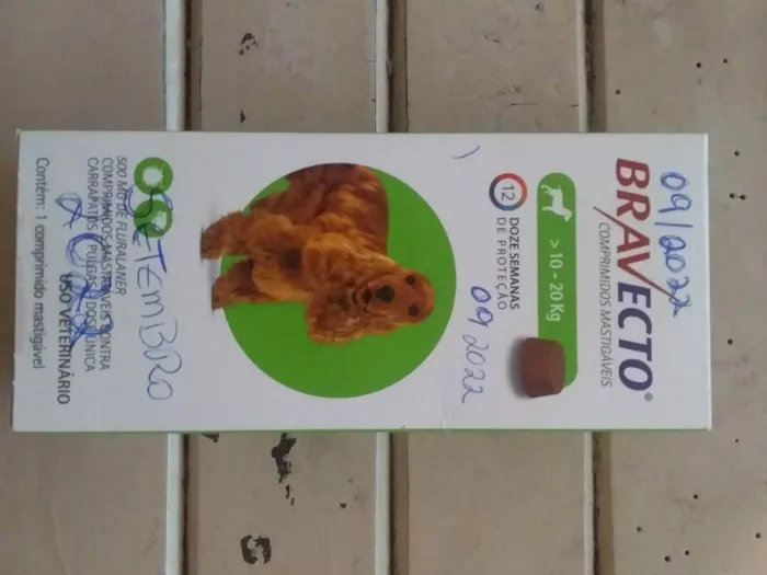 Cachorro raça Indefinida idade 7 a 11 meses nome Belinha