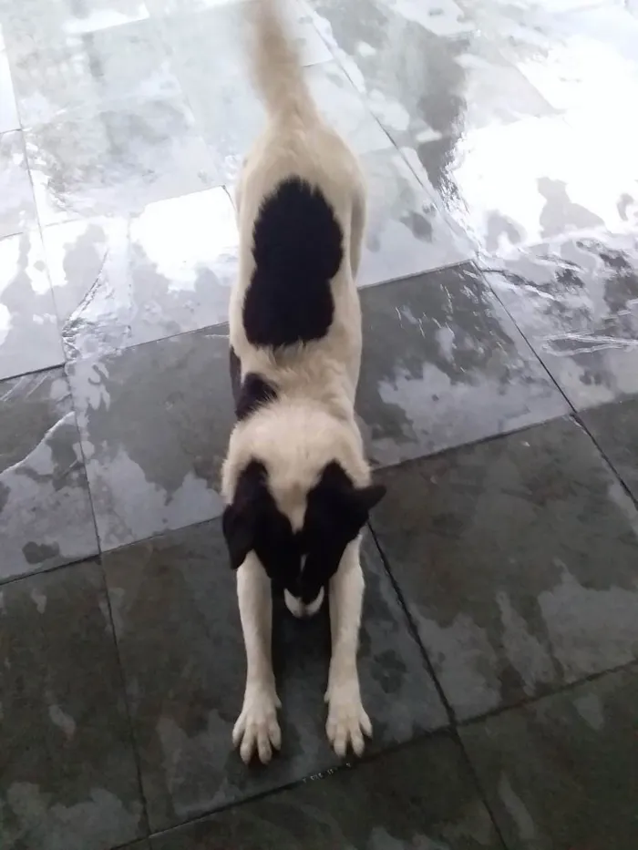 Cachorro raça Indefinida idade 7 a 11 meses nome Belinha