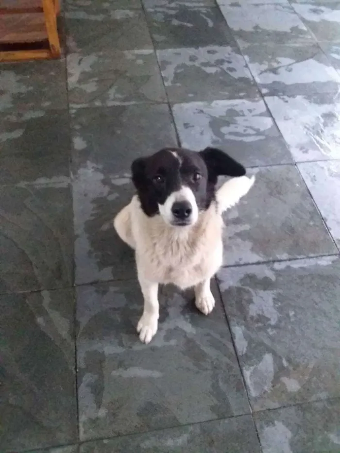 Cachorro raça Indefinida idade 7 a 11 meses nome Belinha