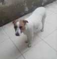 Cachorro raça SRD idade 1 ano nome DOM