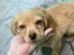 Cachorro raça  idade  nome Bela