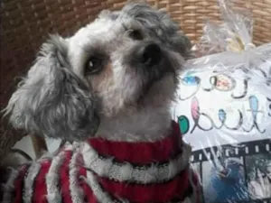 Cachorro raça Poodle idade 4 anos nome Mel