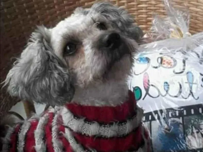 Cachorro ra a Poodle idade 4 anos nome Mel