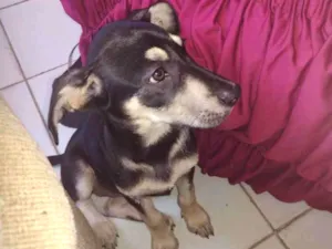 Cachorro raça Pinscher com raça não definida idade 2 a 6 meses nome Juma