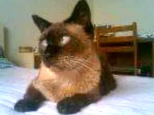 Gato raça  siames idade 3 anos nome Bia