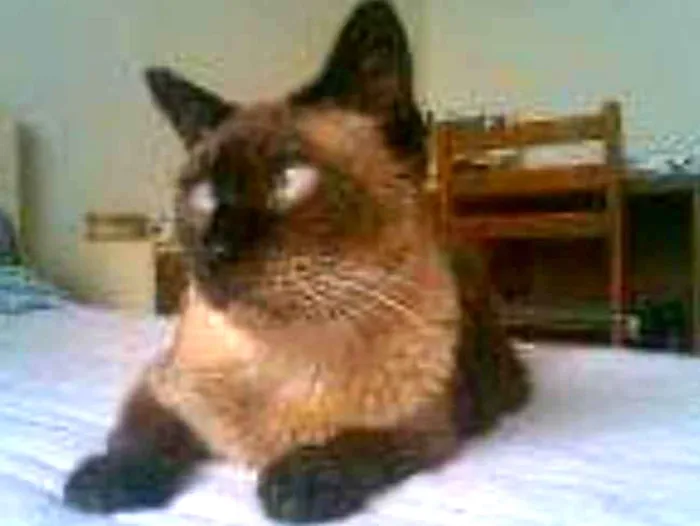 Gato ra a  siames idade 3 anos nome Bia