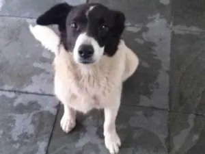 Cachorro raça Indefinida idade 7 a 11 meses nome Belinha