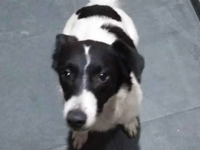 Cachorro raça Indefinida idade 7 a 11 meses nome Belinha