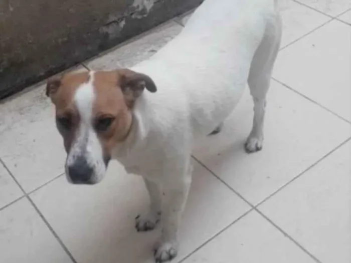 Cachorro raça SRD idade 1 ano nome DOM