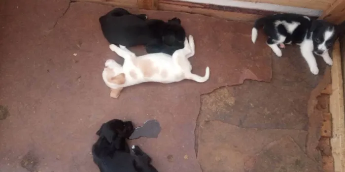 Cachorro raça Mestiço idade Abaixo de 2 meses nome Sem nome