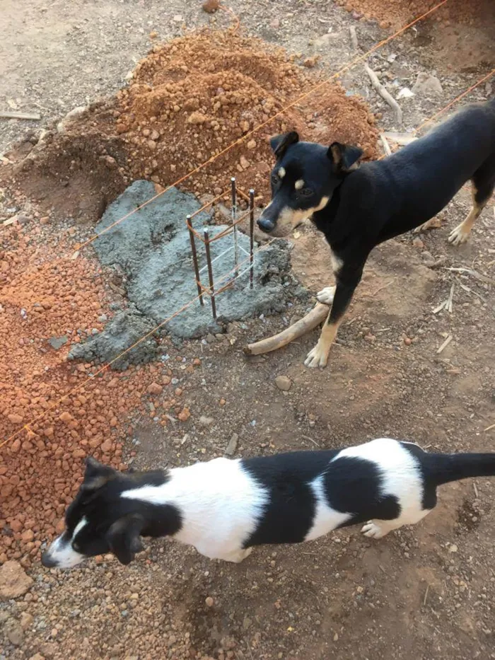 Cachorro ra a Vira lata idade 1 ano nome Timão e pumba