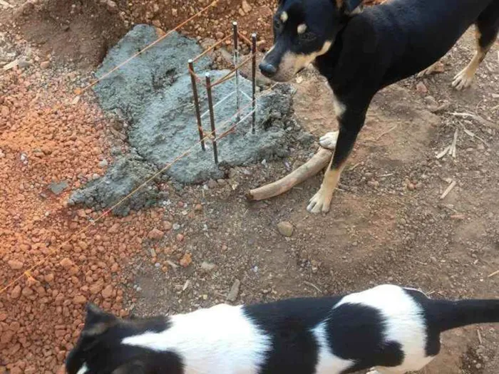 Cachorro ra a Vira lata idade 1 ano nome Timão e pumba